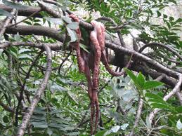 Pacific Northwest Tree Octopus Cryptid Wiki Fandom