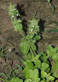 Image result for Orthosiphon schimperi