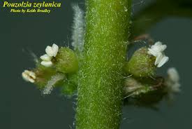 Image result for Pouzolzia parasitica