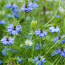 Other early names are st. Nigella Seeds Blue Love In A Mist Flower Seed