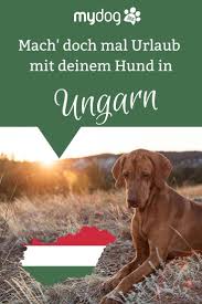 Euch Zieht Es Im Sommerurlaub Nach Ungarn Zu Recht Hier Haben Wir Fur Euch Die 5 Schonsten Ungarischen Urlaubsziele Mit Hund Zus Urlaub Mit Hund Hunde Urlaub