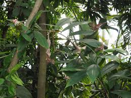 Image result for Costus afer