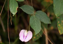 Image result for Centrosema pubescens