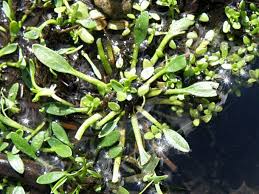 Image result for Limosella maior