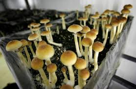 Image result for Psilocybin