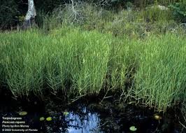 Image result for Panicum funaense