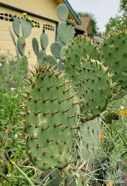 If you have never had a plant last more than a week in your house, then it's time to get a cactus. How To Clean Nopales Como Limpiar Nopales Video Hank Shaw