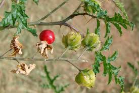 Image result for Solanum supinum