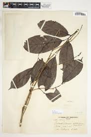 Image result for Monanthotaxis orophila