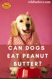 Can Dogs Eat Peanut Butter Can Dogs Eat Peanut Butter Peanut