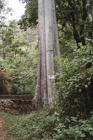 Image result for Pouteria adolfi-friederici