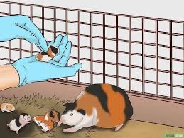 Pin On Baby Guinea Pigs