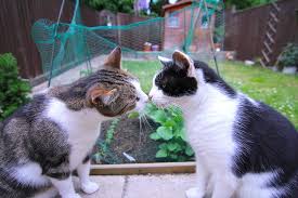 Provide a quiet and calm environment. Can Cats Tell When Another Cat Is Sick Or Dying