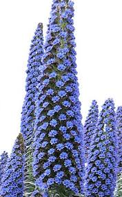 Check spelling or type a new query. Echium Pininana Daylilies In Australia