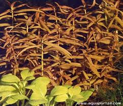 Image result for Nesaea ondongana