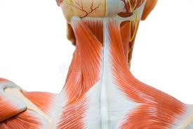 Broadly considered, human muscle—like the muscles of all vertebrates—is often divided into striated muscle, smooth. 459 179 Muscle Photos Free Royalty Free Stock Photos From Dreamstime
