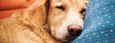 Euthanasia can be an incredibly emotional and arduous process. At Home At Rest In Home Pet Euthanasia Service