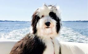 sheepadoodle designer dog breed sheepadoodles poodle old english sheepdog mix dog breeds designer dogs breeds sheepadoodle
