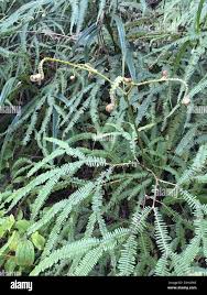 Image result for Sticherus flagellaris