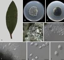 Molecular and morphological characterization of four new Phyllosticta  species (Botryosphaeriales, Phyllostictaceae): Genomic insights into ...