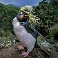 Birds That Look Like Penguins This Penguin Looks Like Donaldtrump Instagram Photo Penguins