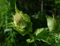 Image result for Cirsium  buchwaldii