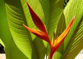 Heliconia beauty spa, santo domingo, heredia, costa rica. Helicona Flowers In Costa Rica
