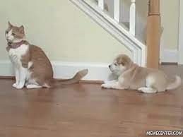 Dancing Cat Animated Funny Gif 95410 Funny Cat Gifs Funny Gifs Cat Gifs Cute Puppies And Kittens Cute Cats And Dogs Cute Animals