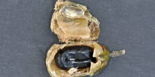 Image result for Erythrococca zambesiaca