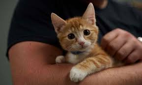 Classifiedads also has ads for free kittens. Cat Adoption Free Near Me Online Shopping