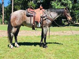 Top Quality Ranch Horses For Sale Prices Start At 2500 Horses Horses For Sale Barrel Horses For Sale