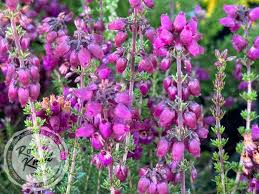 Image result for Erica wildii