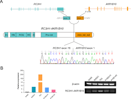 Frontiers Long Read Single Molecule Real Time Sequencing