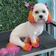 TOP 10 BEST Dog Grooming near Chatsworth, GA 30705