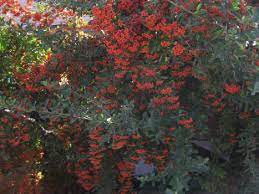 Maybe you would like to learn more about one of these? Gardening Looking For A Hardy Drought Tolerant Bush That Has Flowers And Work As A Barrier Here You Go Orange County Register