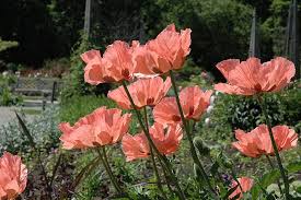 Image result for Pleioceras orientale