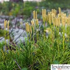 Image result for Lycopodium clavatum