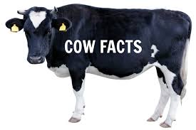 If you fail, then bless your heart. Divine Bovine 17 Interesting Cow Facts