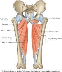 The pectineus is sandwiched between the psoas major and the adductor longus. Muscles Anterior Compartment Of The Thigh Pectineus Ranzcrpart1 Wiki Fandom