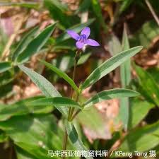 Image result for Oldenlandia affinis