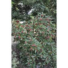 Check spelling or type a new query. Jc Raulston Arboretum