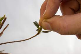 Removing Flower Buds From Satsuki Azaleas Bonsai Tonight Bonsai Azalea Flower Bud Azaleas