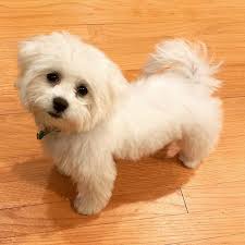 Cross of bichon frise and shih tzu what you would expect to pay: Teddy Bear Dog Zuchon 8 Bonus Breeds Teddy Bear Dog Bear Dog Lhasa Apso Puppies
