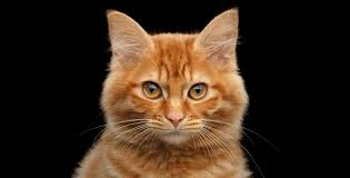 Hat das irgendwelche folgen für sie, wenn sie vor der geschlechtsreife kastriert wird? Kastration Oder Sterilisation Bei Der Katze Kolle Zoo