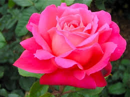 Flower Names Booky Girl