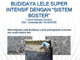 Sistem bioflok ini ternyata juga bisa dijalankan dengan modal kecil, di tempat terbatas, dan dengan jumlah benih yang lebih sedikit. Budidaya Lele Super Intensif Dengan Sistem Boster Untuk Kalangan Sendiri Oleh Sudarmaji Dan Tim Boster Merevitalisasi Pola Budidaya Untuk Peningkatan Ppt Download