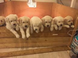 Working bred golden retrievers tend to be of the darker variety, verging on reddish shades at their darkest. Priorspride Golden Retrievers Home Facebook