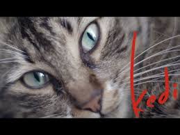 Kedi Is A Profile Of An Ancient City And Its Unique People Seen Through The Eyes Of The Most Mysterious And Beloved Animal Huma Travel Film Cats Ancient Cities