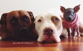 Explore a wide range of the best baby pig on aliexpress to find one that suits you! These Pit Bulls Fostering A Baby Pig Are Beyond Precious