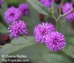 Image result for Vernonia galamensis